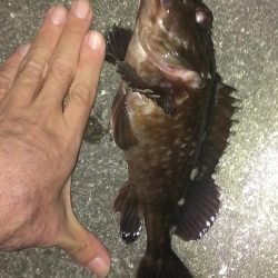 春のガシラ調査