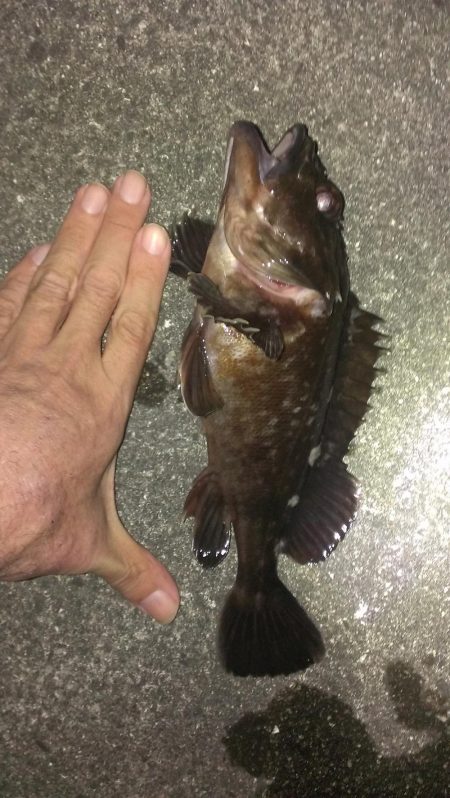 春のガシラ調査