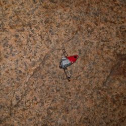 チーバスとボラとベイト