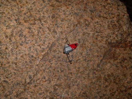 チーバスとボラとベイト