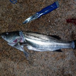 ボラ無しシーバス