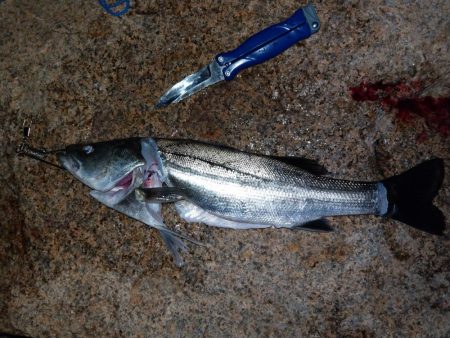 ボラ無しシーバス