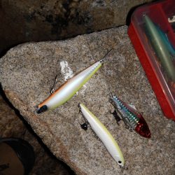 本命は釣れなくてもキミは釣れるよね!?