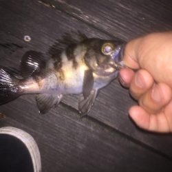 シーバス狙いできたものの