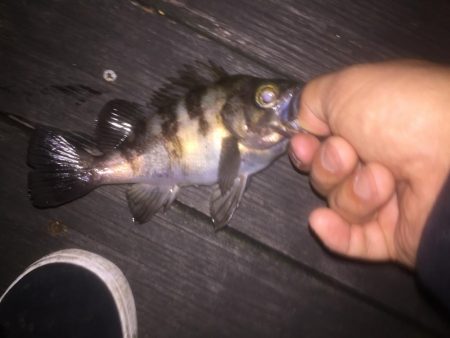 シーバス狙いできたものの