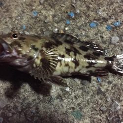 天保山、ボトムゲームでつ抜け達成！