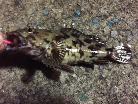 天保山、ボトムゲームでつ抜け達成！