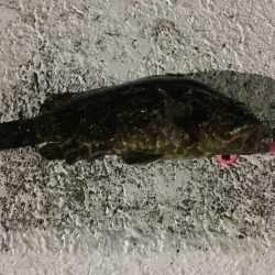 天保山熱し！キビレ2枚、タケノコ10本