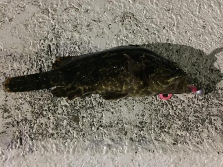 天保山熱し！キビレ2枚、タケノコ10本