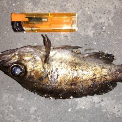 大型メバルを求めて