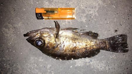 大型メバルを求めて