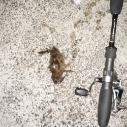 マゴチ開幕続報