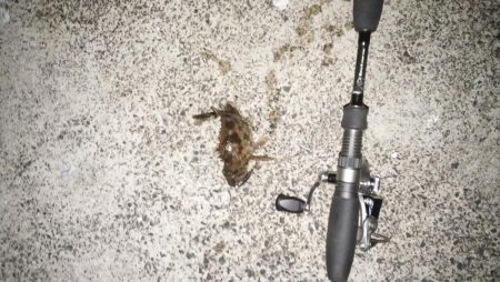 マゴチ開幕続報