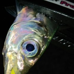 満員御礼の福良アジング