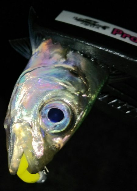 満員御礼の福良アジング