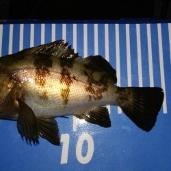 穴釣りとメバリング