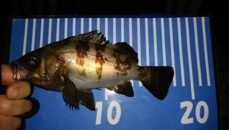 穴釣りとメバリング