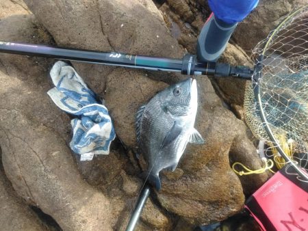 グレ・チヌ・各一匹