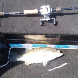 ＧＷ初日シヤーロー好調