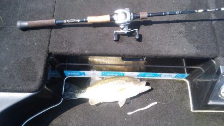 ＧＷ初日シヤーロー好調