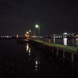 フェリーターミナル(ヘチ釣りで初の好釣果!小キビレ5匹他)