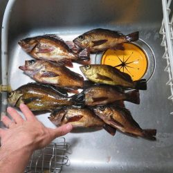 この時期のメバルはグッドサイズ！