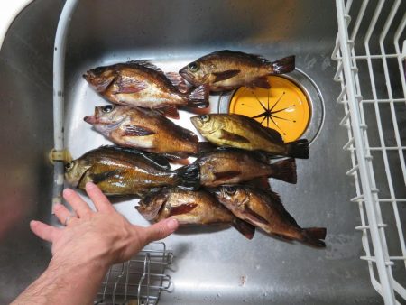 この時期のメバルはグッドサイズ！