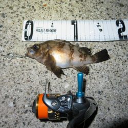 トラウトロッドでシーバスゲット！