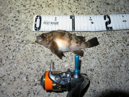 トラウトロッドでシーバスゲット！