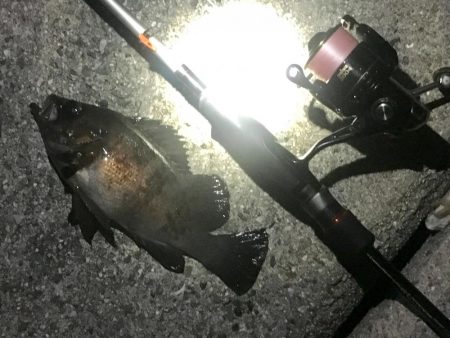 大潮爆風の淡路島でメバリング