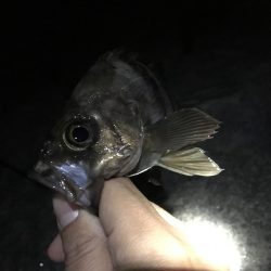 ２週間ぶりのメバリング