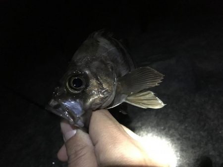 ２週間ぶりのメバリング