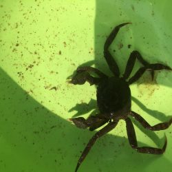 多摩川で沼チチブが沢山釣れました。