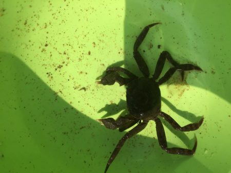 多摩川で沼チチブが沢山釣れました。