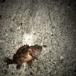 メバル・ガシラ