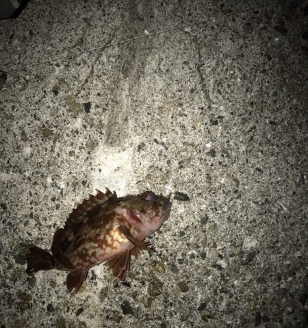 メバル・ガシラ