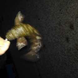 GWのメバリング