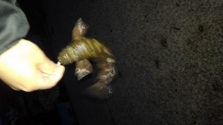 GWのメバリング