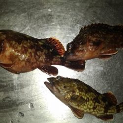 今日はガシラの日