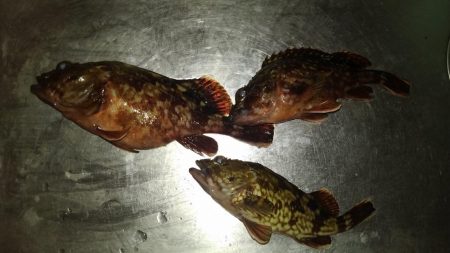 今日はガシラの日