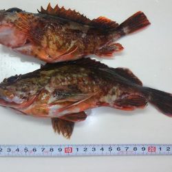 メバリングとチニング･･･？