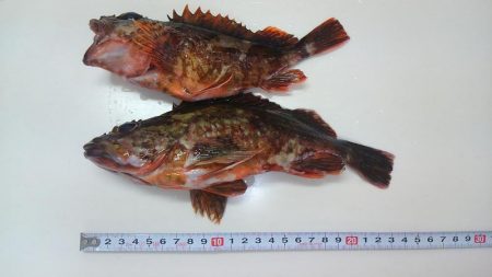 メバリングとチニング･･･？