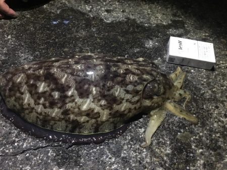 焼津港　連日コウイカ好調