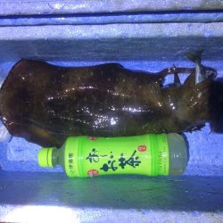 アオリイカやモンゴウイカ、コウイカ