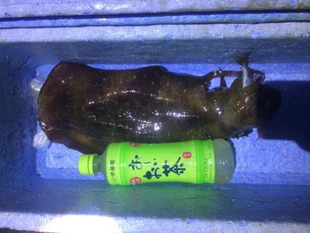 アオリイカやモンゴウイカ、コウイカ