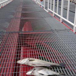 アタリはあるが喰いが浅い。