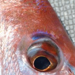 へいみつ丸 釣果