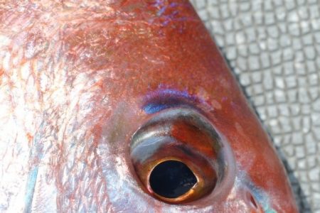 へいみつ丸 釣果