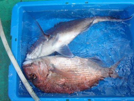 第二むつ漁丸 釣果