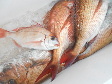 こうゆう丸 釣果